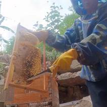 [热卖]云南文山正宗土蜂蜜野生蜂蜜产地直发全国发货