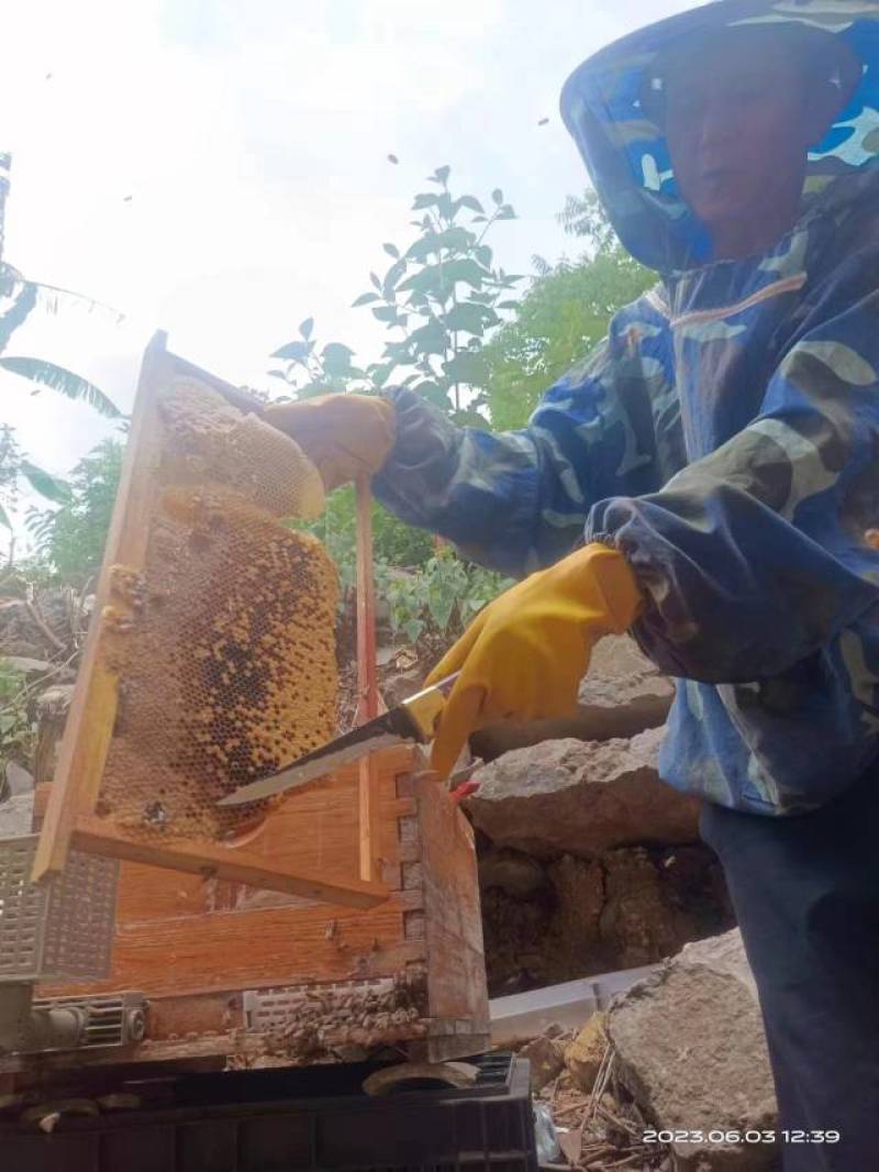 [热卖]云南文山正宗土蜂蜜蜂蜜产地直发全国发货