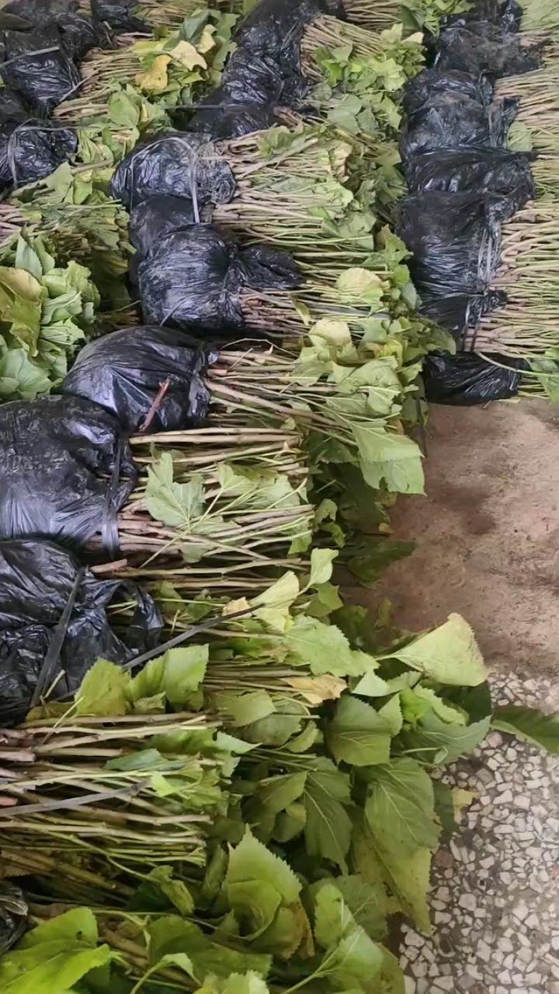 大叶油桑，叶子厚有营养，成活率高适合各种土质。
