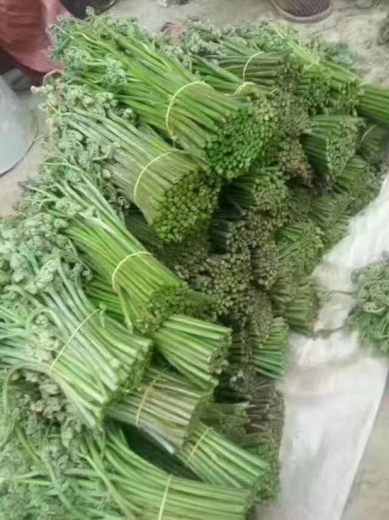 精品野生蕨菜产地直发品质保证量大从优欢迎联系
