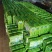 精品野生蕨菜产地直发品质保证量大从优欢迎联系