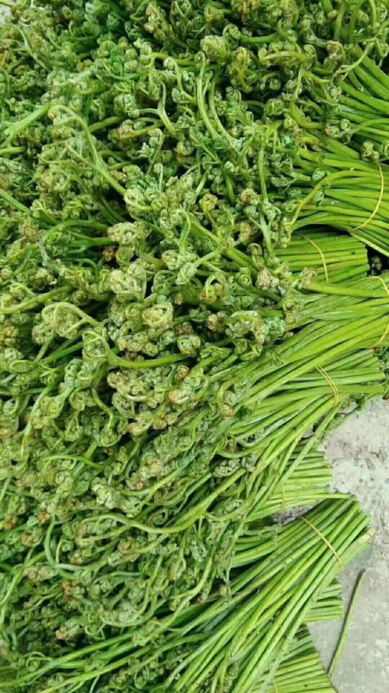 精品野生蕨菜产地直发品质保证量大从优欢迎联系