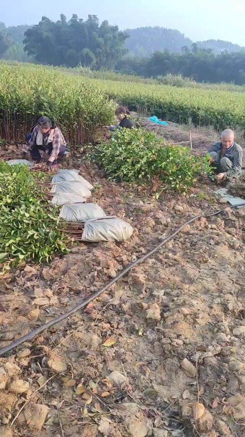 【精选】广西油茶苗，优质种苗，品质保证，基地直发。