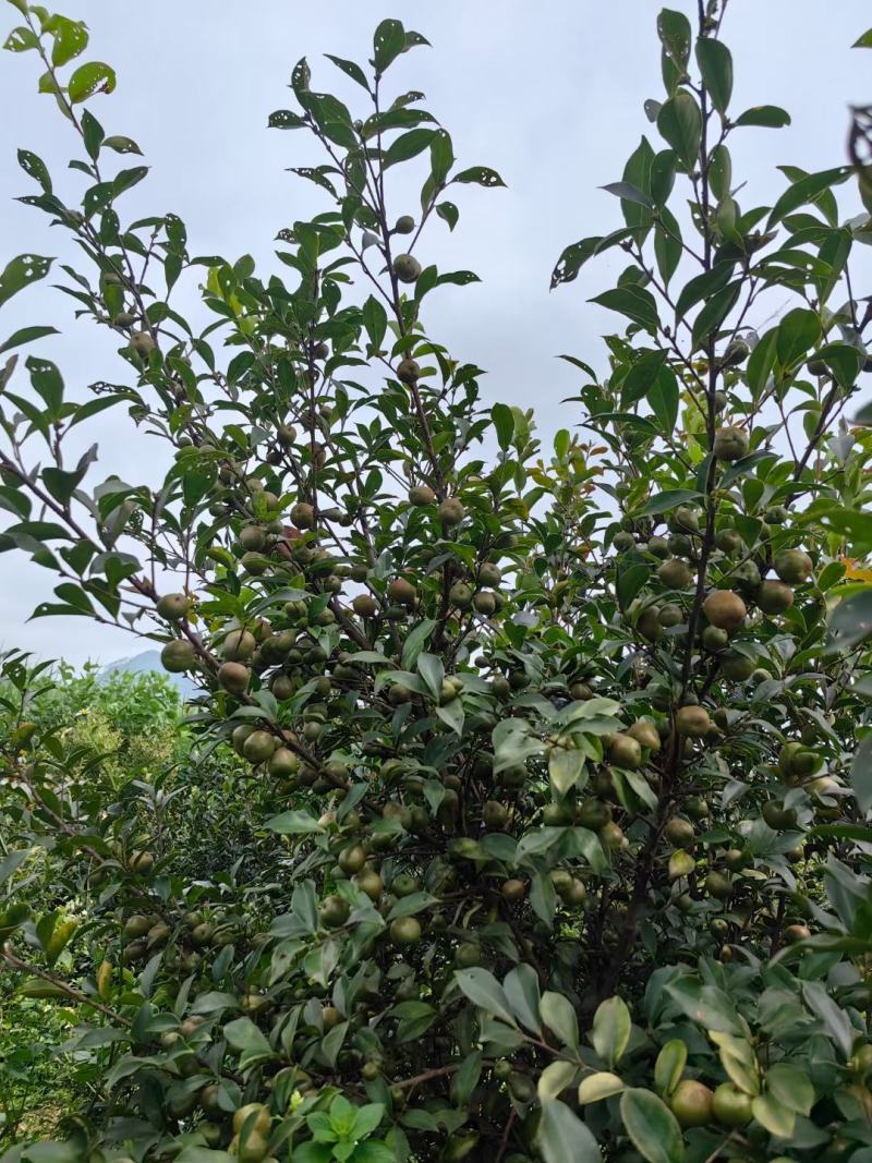 【精选】广西油茶苗，优质种苗，品质保证，基地直发。