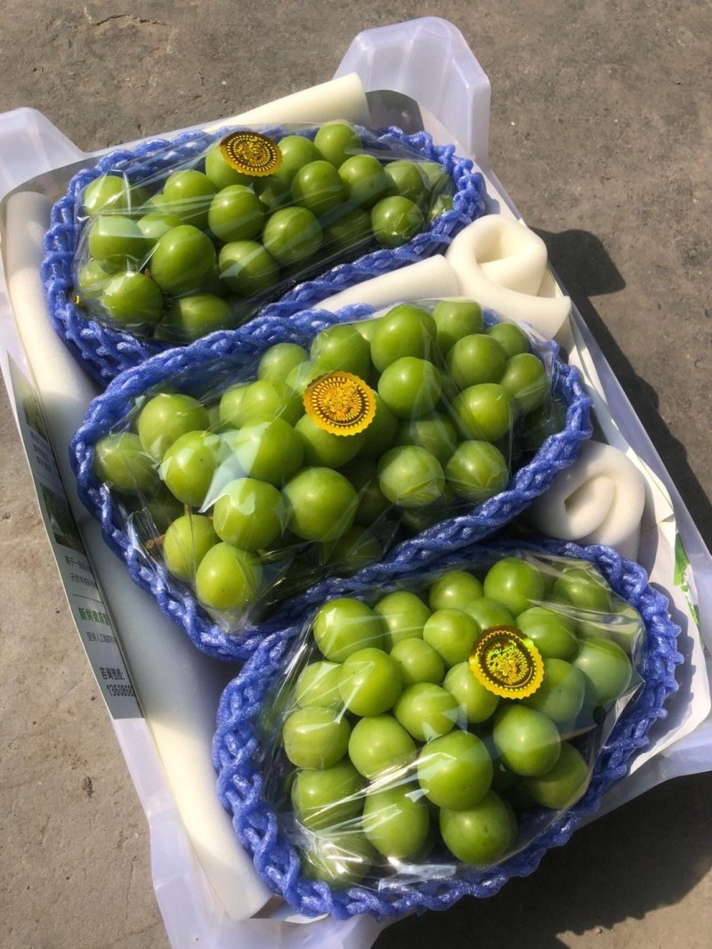 阳光玫瑰葡萄，颗粒饱满，甜度高，对接电商，基地直供，大量
