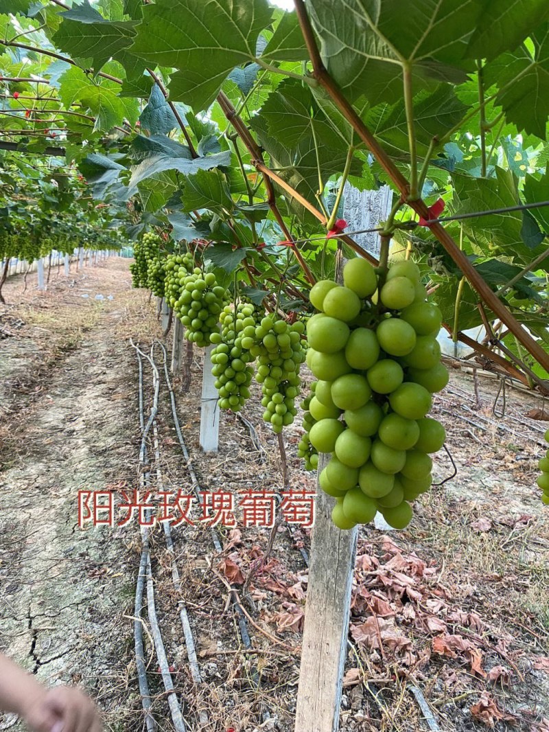 阳光玫瑰葡萄，颗粒饱满，甜度高，对接电商，基地直供，大量