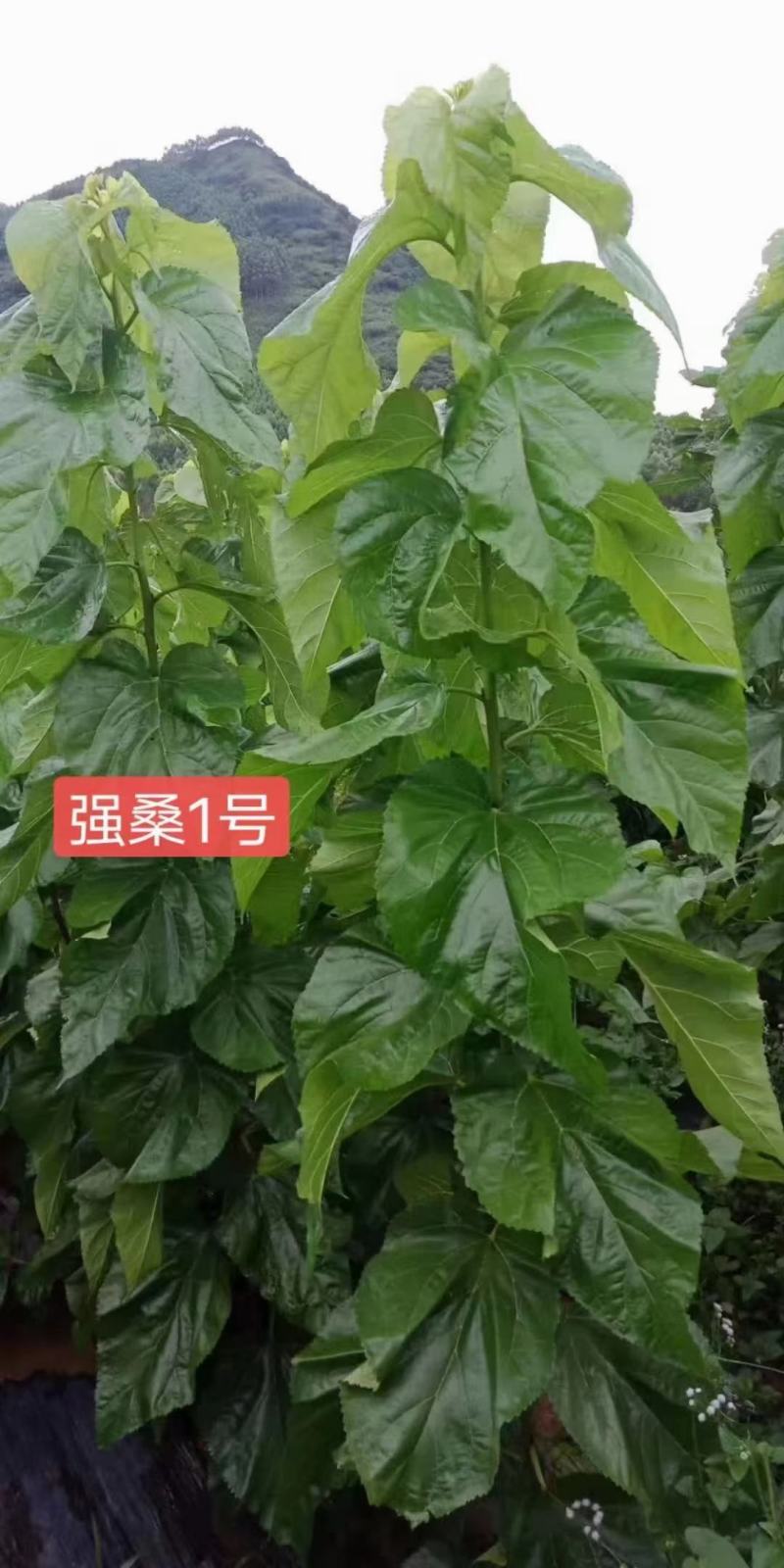 强桑一号，农桑14，叶子厚大营养高，易摘叶