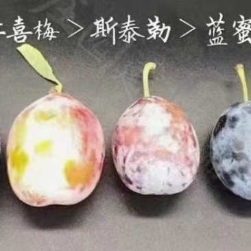 新西兰西梅