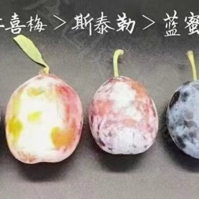 新西兰西梅