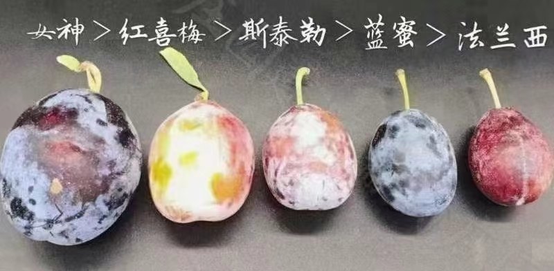 喀什西梅