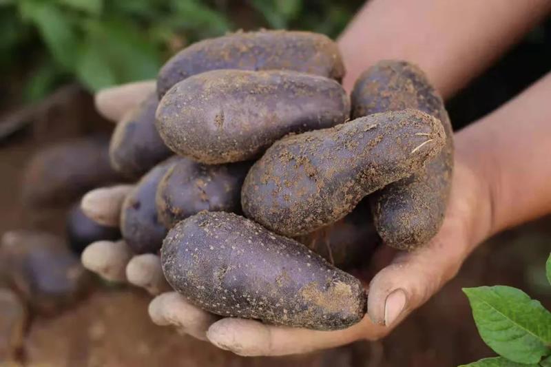 花青素有机黑土豆自家种的