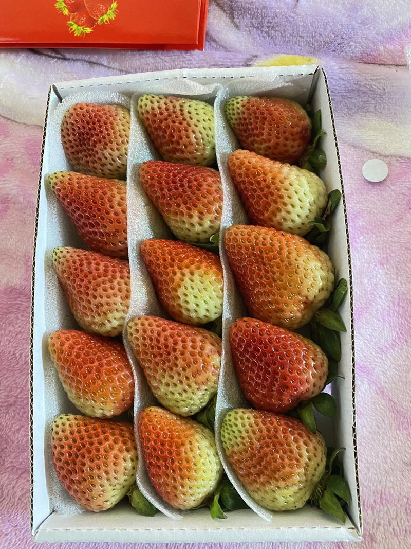 云南蒙特瑞草莓大量供应新鲜采摘对接全国客商可视频看货