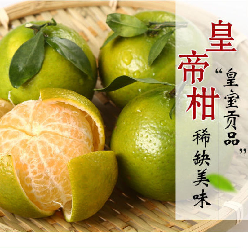 大量供应广东茂名电白皇帝柑一手货源现摘现发供应电商