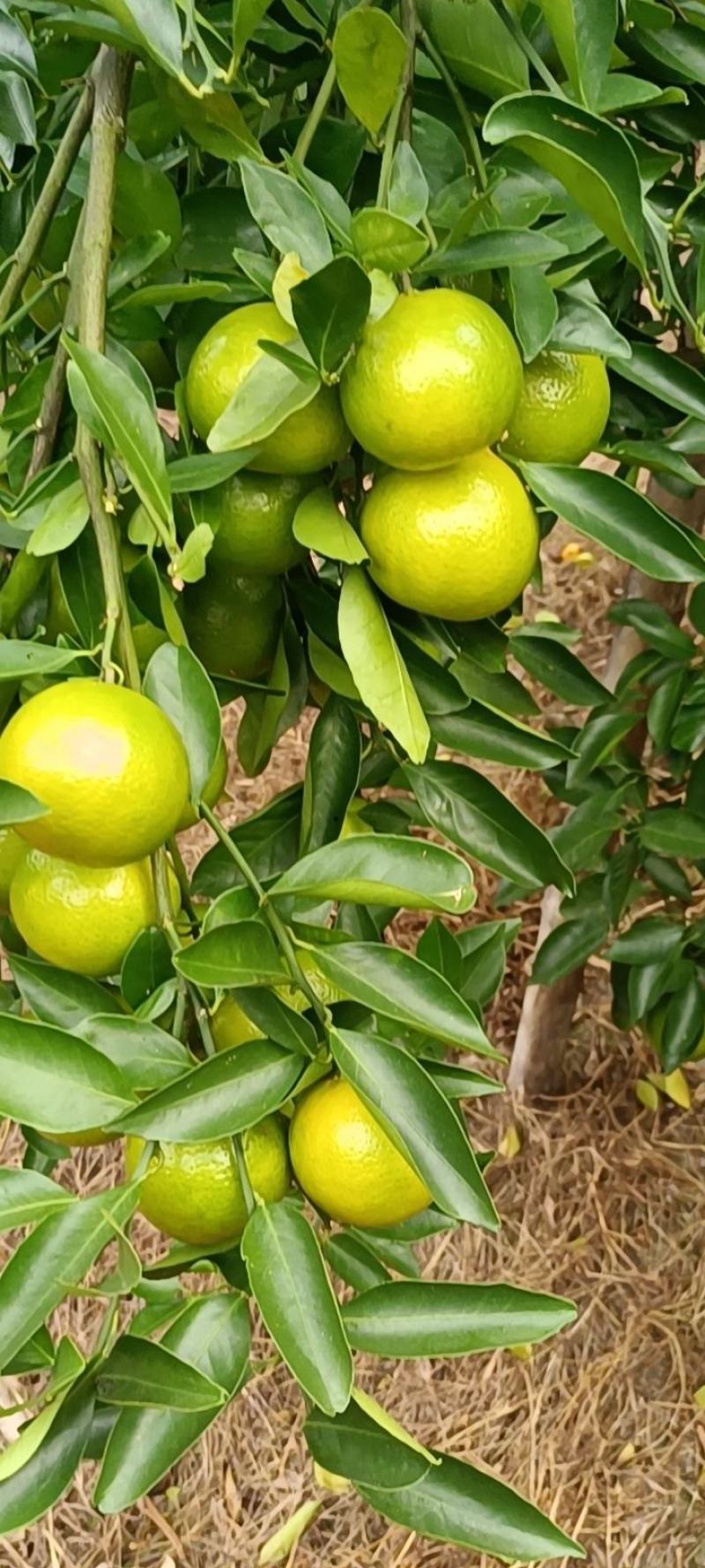 大量供应广东茂名电白皇帝柑一手货源现摘现发供应电商