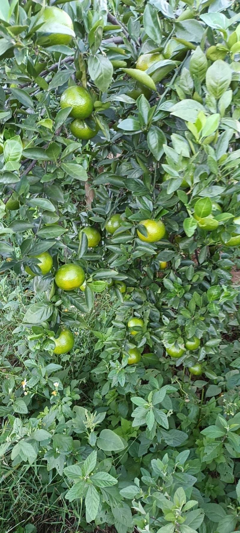 大量供应广东茂名电白皇帝柑一手货源现摘现发供应电商