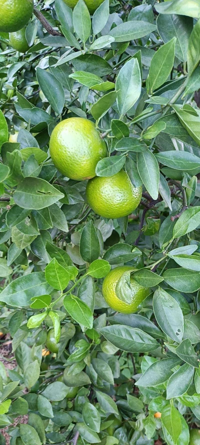 大量供应广东茂名电白皇帝柑一手货源现摘现发供应电商
