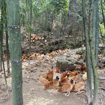 江西山林放养土鸡三黄鸡跑山鸡肉质鲜美3斤左右喂玉米长大