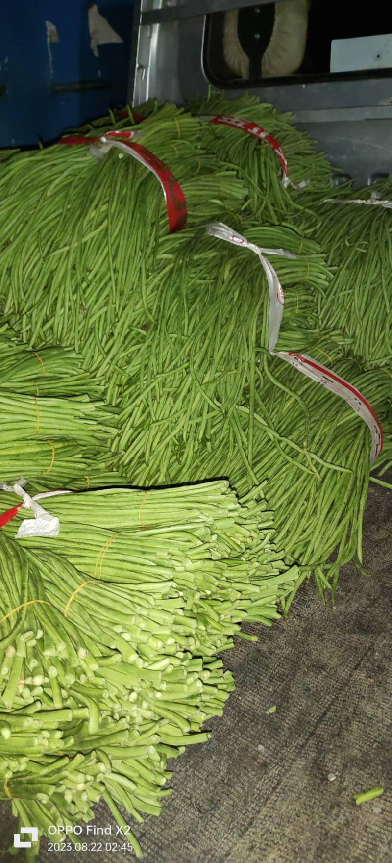 本土青长豆角豇豆每年八月以后供应特嫩无斑点漂亮
