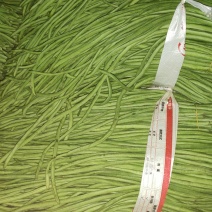 本土青长豆角豇豆每年八月以后供应特嫩无斑点漂亮