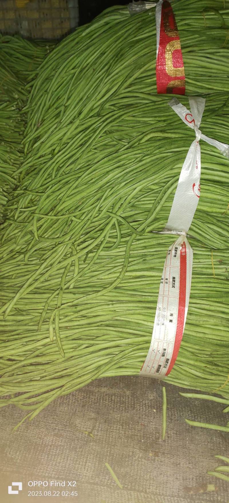 本土青长豆角豇豆每年八月以后供应特嫩无斑点漂亮