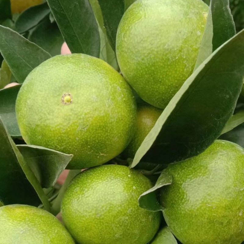 广西桂林特早蜜橘，一件代发，质量保证量大优惠欢迎咨询