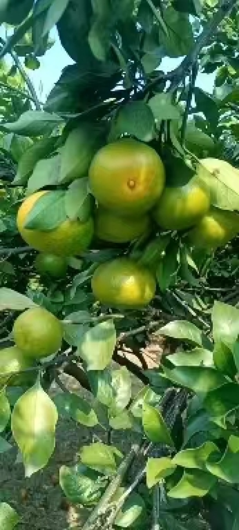 广西桂林特早蜜橘，一件代发，质量保证量大优惠欢迎咨询