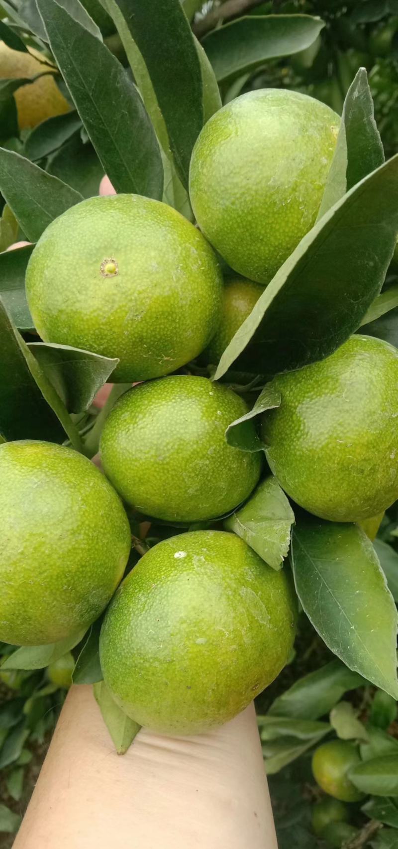 广西桂林特早蜜橘，一件代发，质量保证量大优惠欢迎咨询