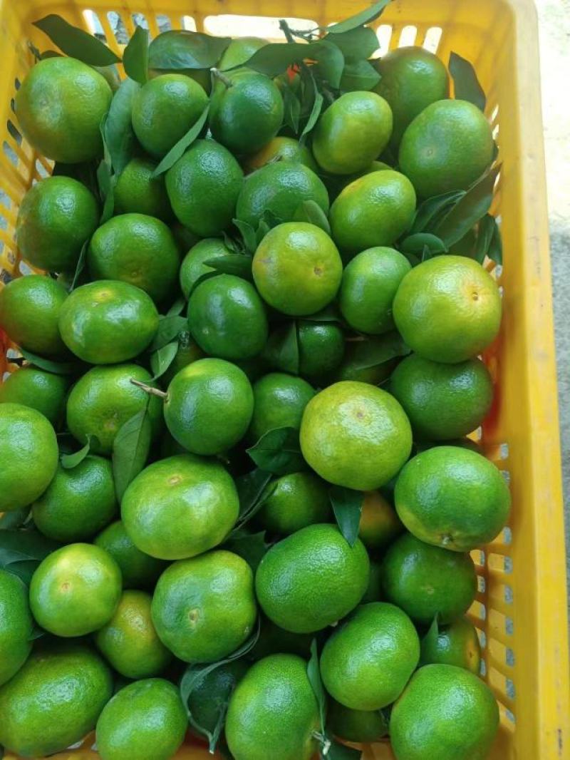 广西桂林特早蜜橘，一件代发，质量保证量大优惠欢迎咨询