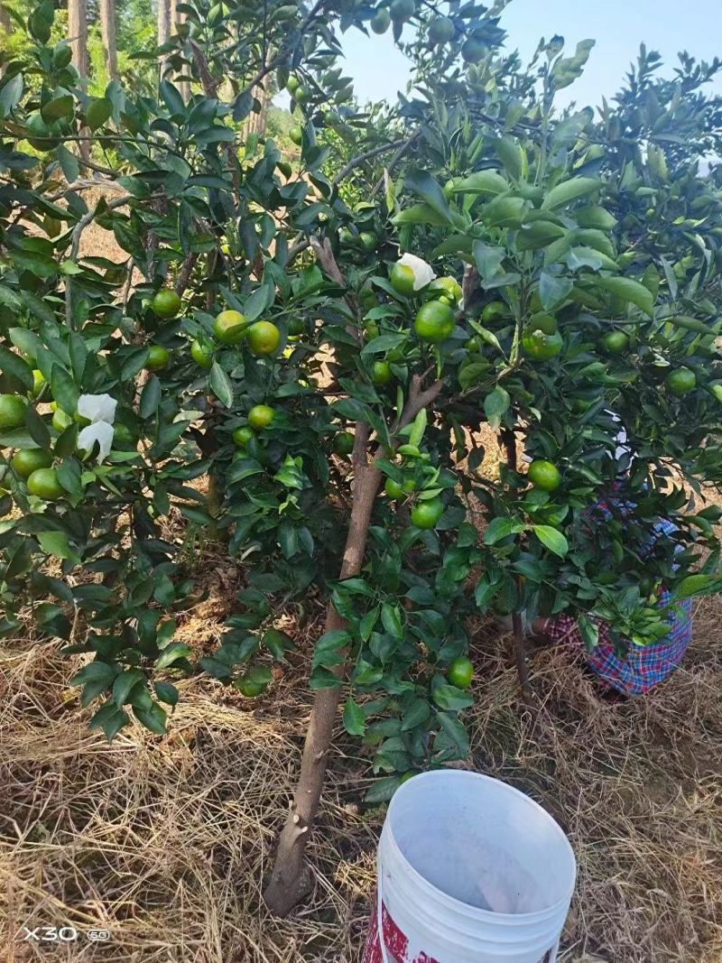 广西桂林特早蜜橘，一件代发，质量保证量大优惠欢迎咨询