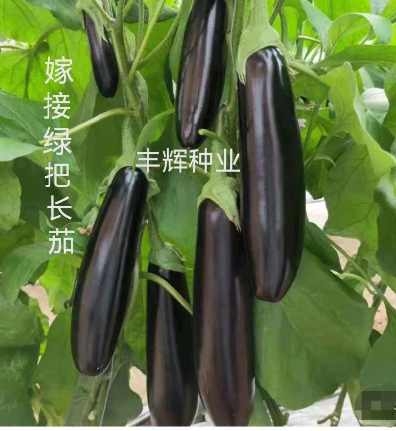 紫把长茄嫁接苗绿把长茄烧烤茄绿冠线茄大量现苗供应包技术
