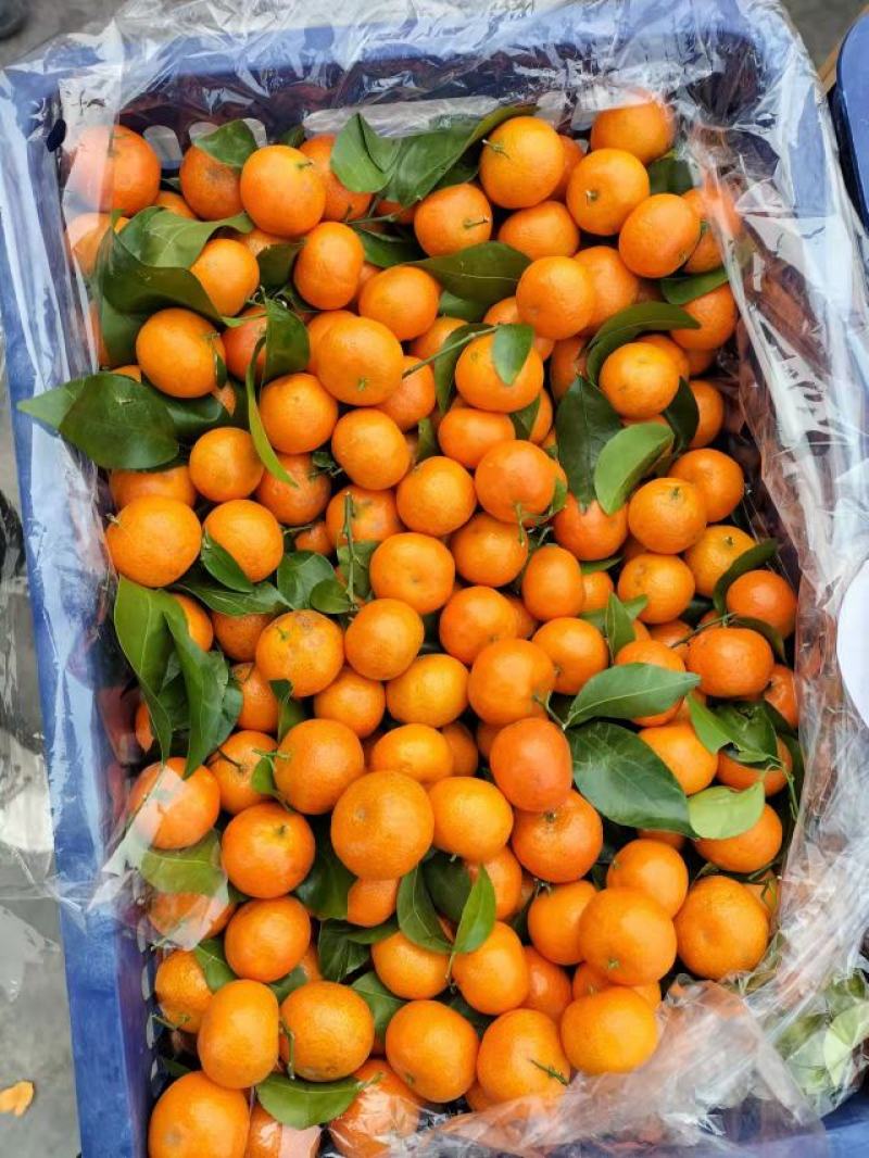 大量供应广东茂名电白砂糖橘新鲜采摘供应电商社区团购