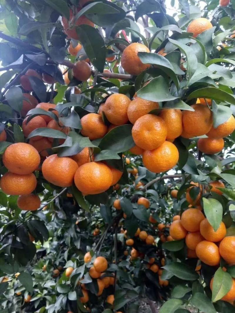 大量供应广东茂名电白砂糖橘新鲜采摘供应电商社区团购