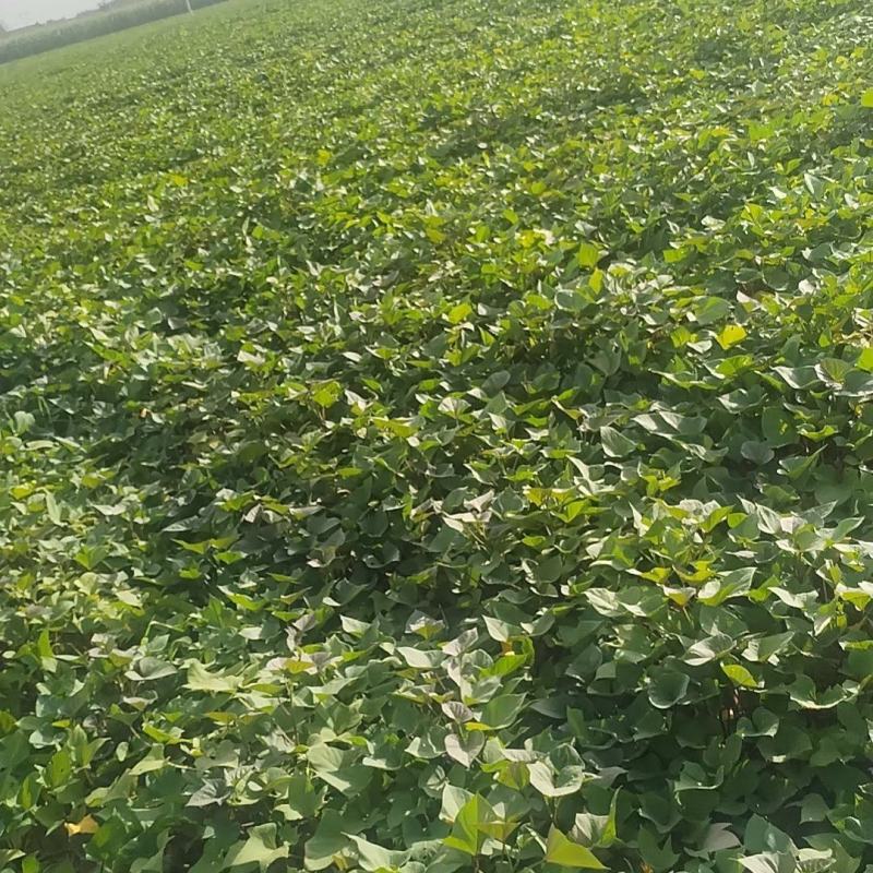 回健丰千亩红薯基地