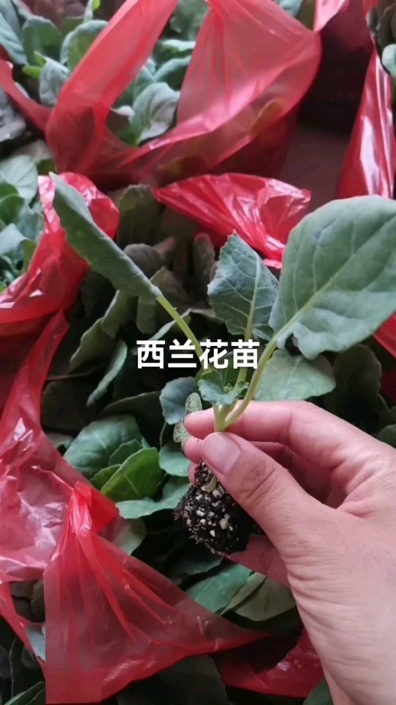 优质西兰花苗耐热耐寒产量高四季种植苗场直发