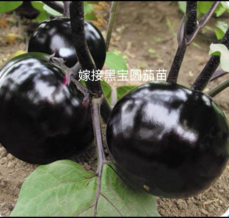 嫁接黑宝圆茄苗，紫萼长茄，绿萼长茄，绿冠抗病性好，产量高