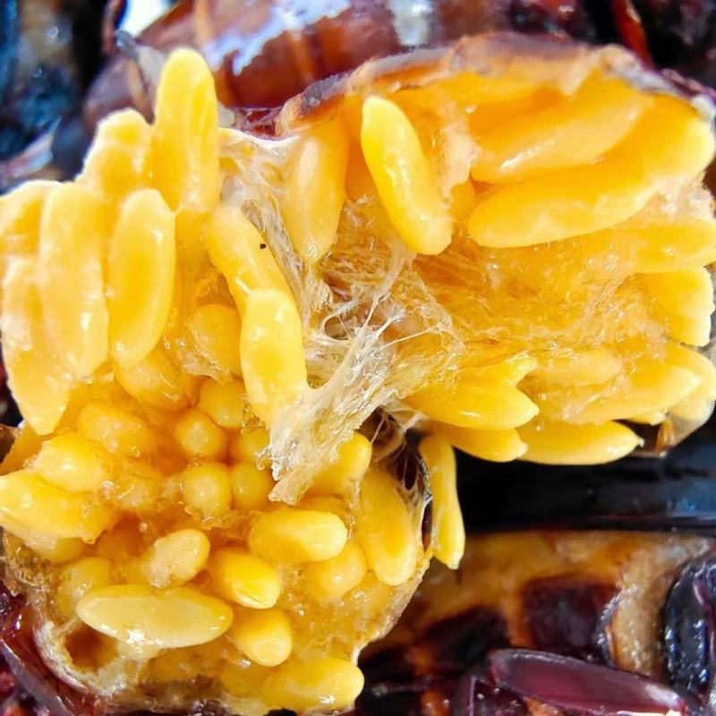 山水牛，水妞子山东昆虫专山水牛质量好个大