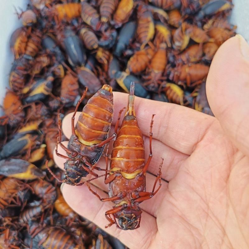 山水牛，水妞子山东昆虫专山水牛质量好个大