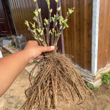 菏泽正品观赏牡丹花苗丛生苗精品色系链接