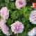 菏泽正品观赏牡丹花苗5—8分枝重瓣大花牡丹种苗