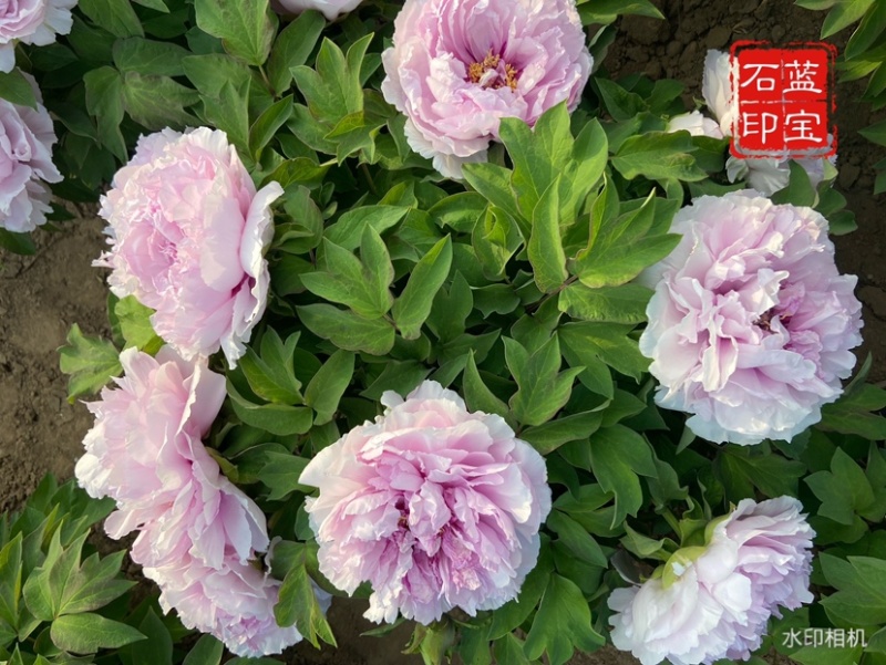 菏泽正品观赏牡丹花苗5—8分枝重瓣大花牡丹种苗