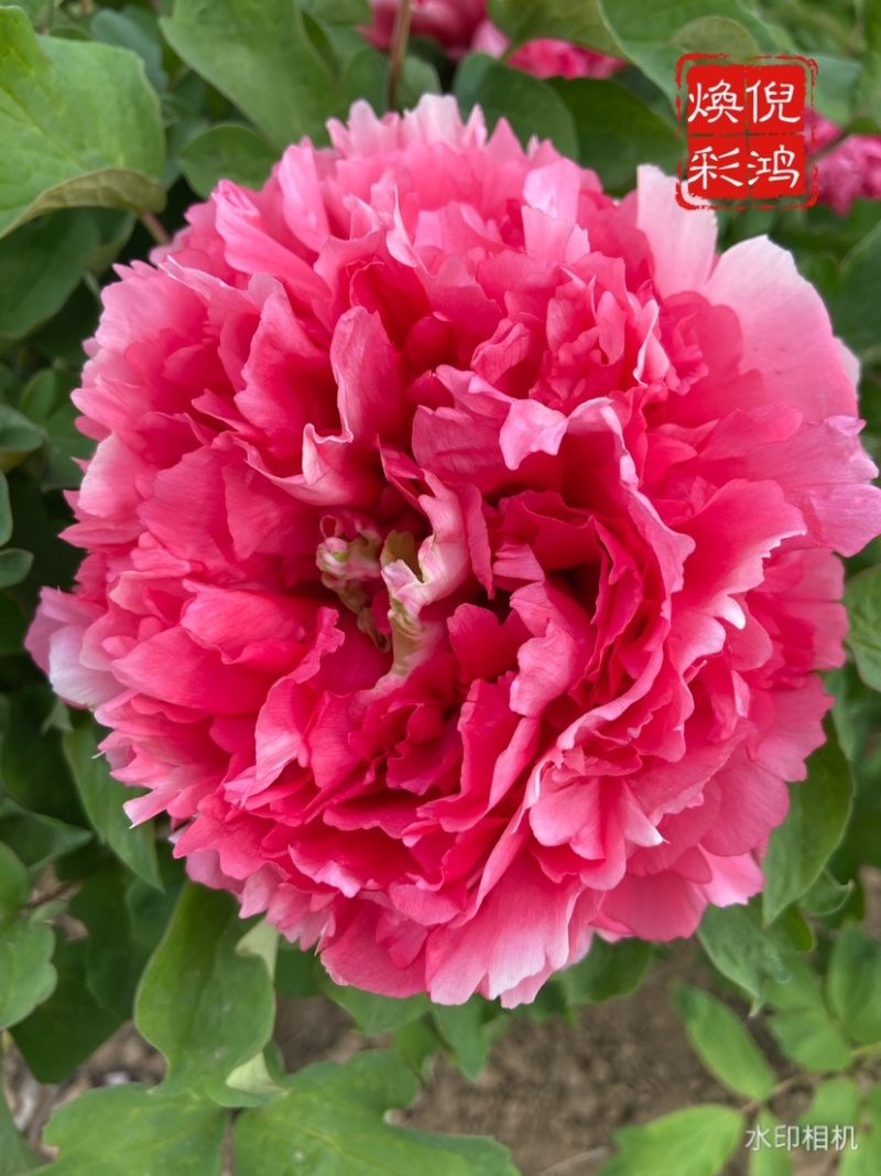 菏泽正品观赏牡丹花苗5—8分枝重瓣大花牡丹种苗