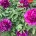 菏泽正品观赏牡丹花苗5—8分枝重瓣大花牡丹种苗