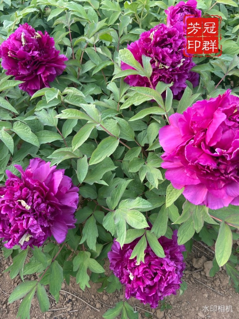 菏泽正品观赏牡丹花苗5—8分枝重瓣大花牡丹种苗