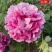 菏泽正品观赏牡丹花苗5—8分枝重瓣大花牡丹种苗