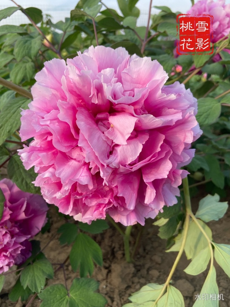 菏泽正品观赏牡丹花苗5—8分枝重瓣大花牡丹种苗