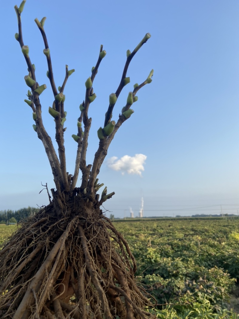 菏泽正品观赏牡丹花苗5—8分枝重瓣大花牡丹种苗