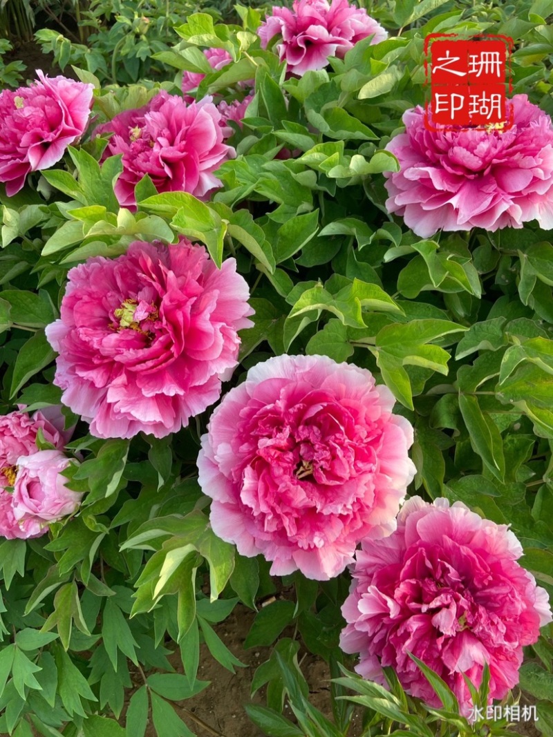 菏泽正品观赏牡丹花苗5—8分枝重瓣大花牡丹种苗