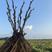 菏泽正品观赏牡丹花苗5—8分枝重瓣大花牡丹种苗