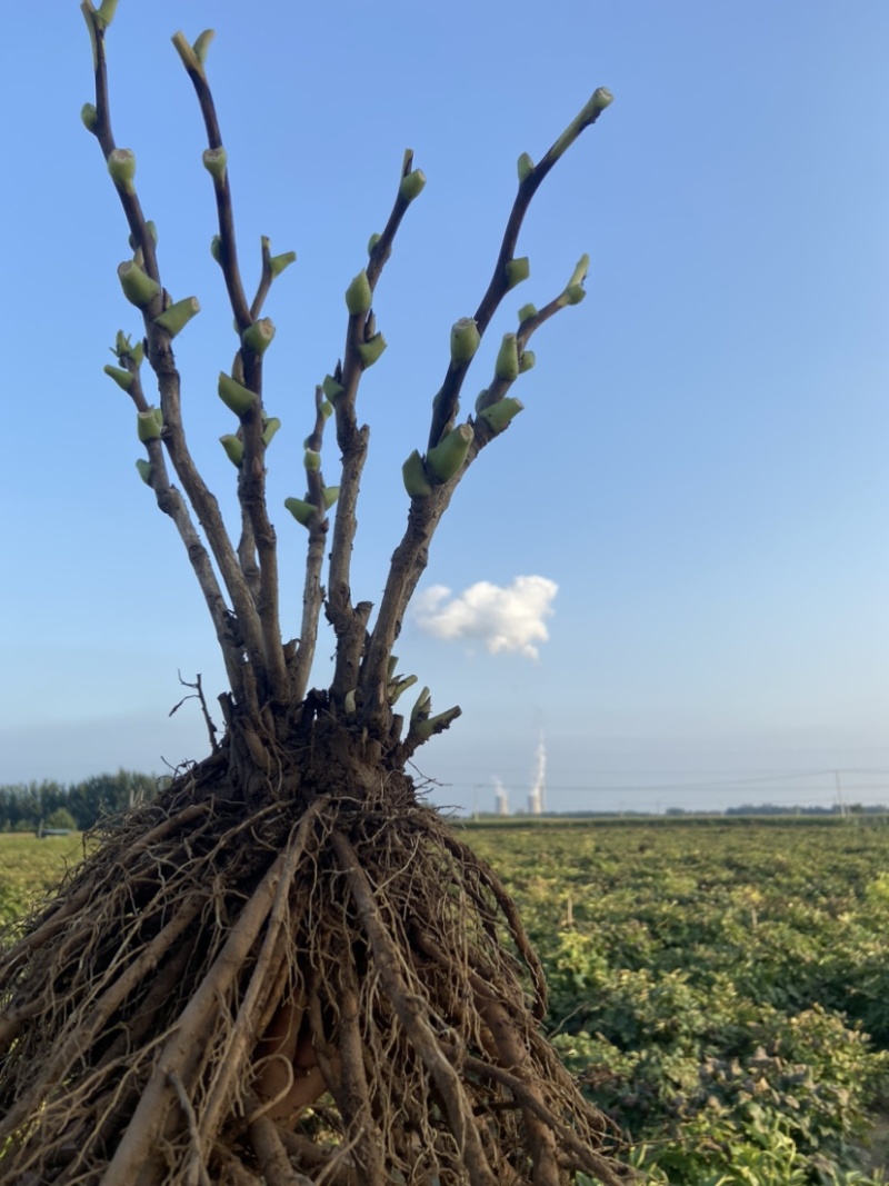 菏泽正品观赏牡丹花苗5—8分枝重瓣大花牡丹种苗