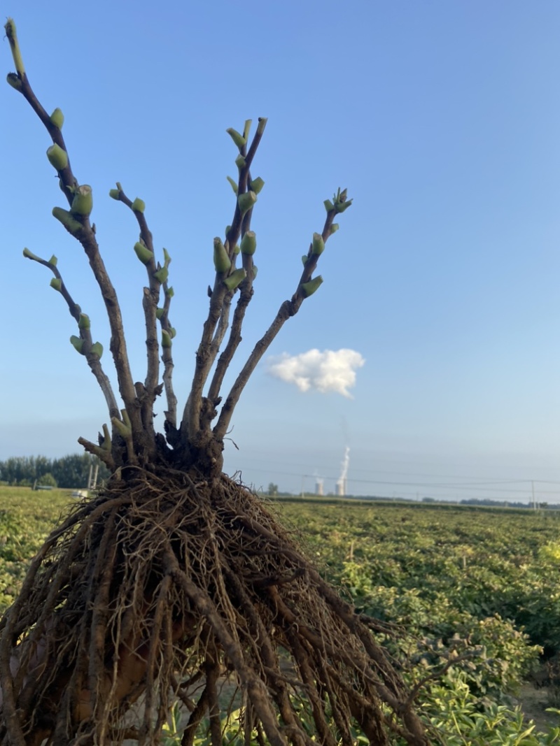 菏泽正品观赏牡丹花苗5—8分枝重瓣大花牡丹种苗